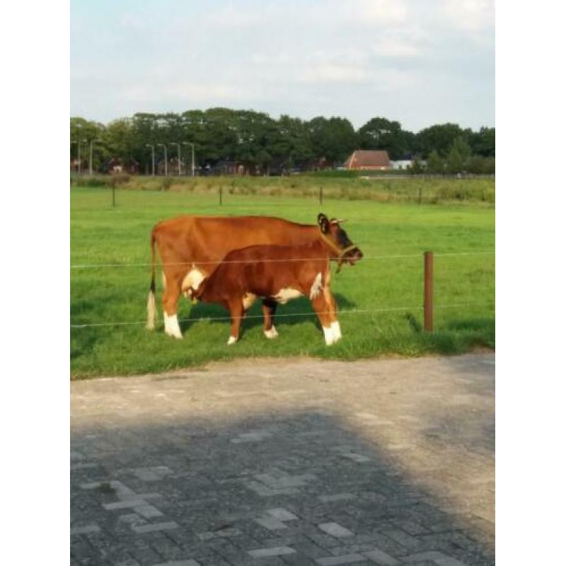 Vaarskalf 24 maart 1 jaar
