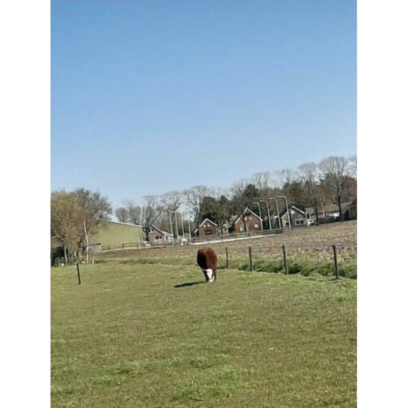 Vaarskalf 24 maart 1 jaar