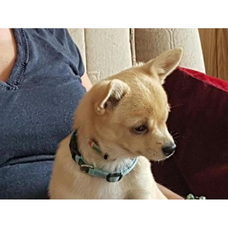 Pomchi vrouwtje pup