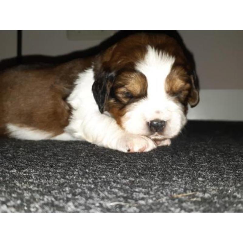 Beagle x kooiker pups - word jij het nieuwe baasje
