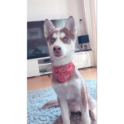 Husky