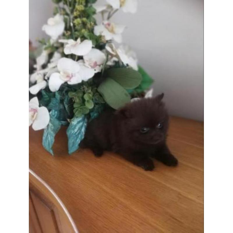 Pomchi reu