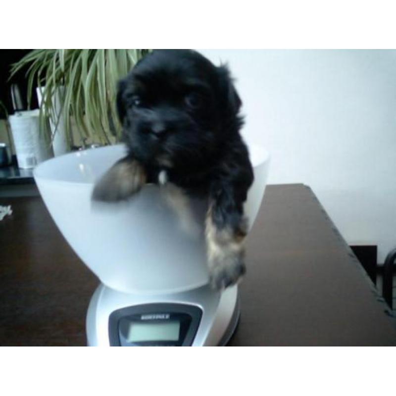 zeer mooie boomer , shih tzu pups verwacht