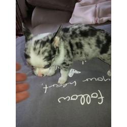 Chihuahua t.cup & mini pups super mooie raszuiver ! ! !