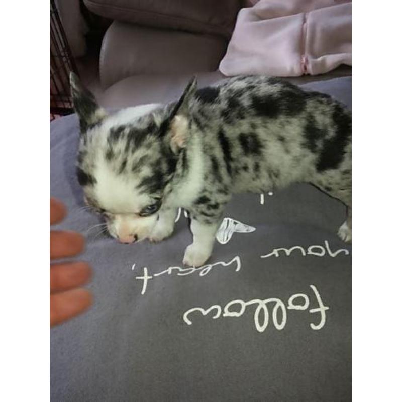 Chihuahua t.cup & mini pups super mooie raszuiver ! ! !