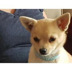 Pomchi vrouwtje pup