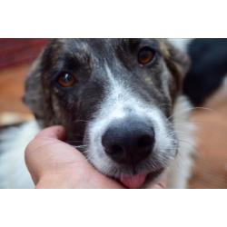 George, Kr herder x collie reu 5 maanden