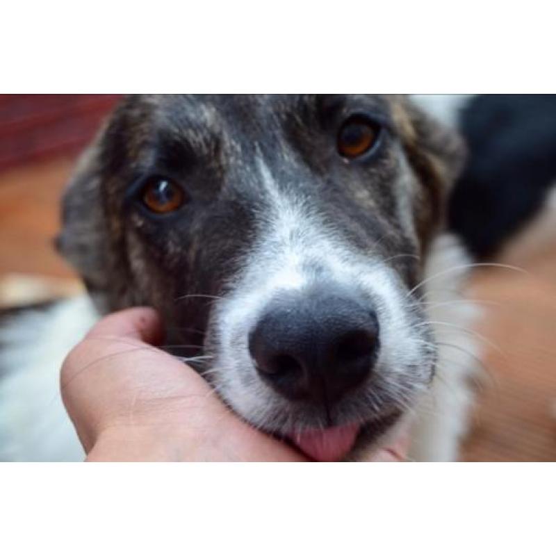 George, Kr herder x collie reu 5 maanden