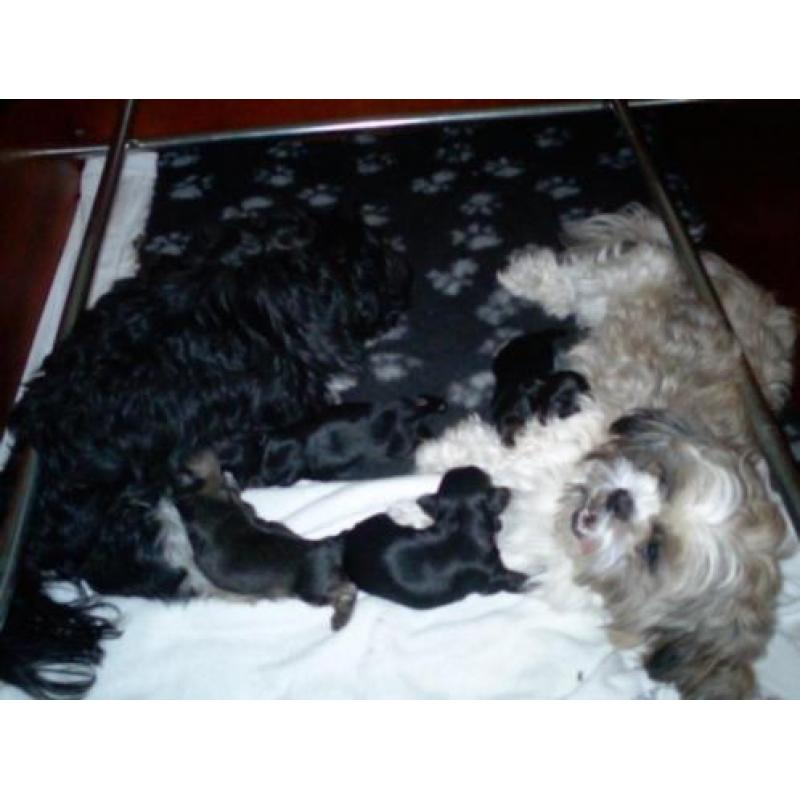 zeer mooie boomer , shih tzu pups verwacht