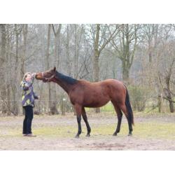 2 1/2 jarige super lieve allrounder merrie