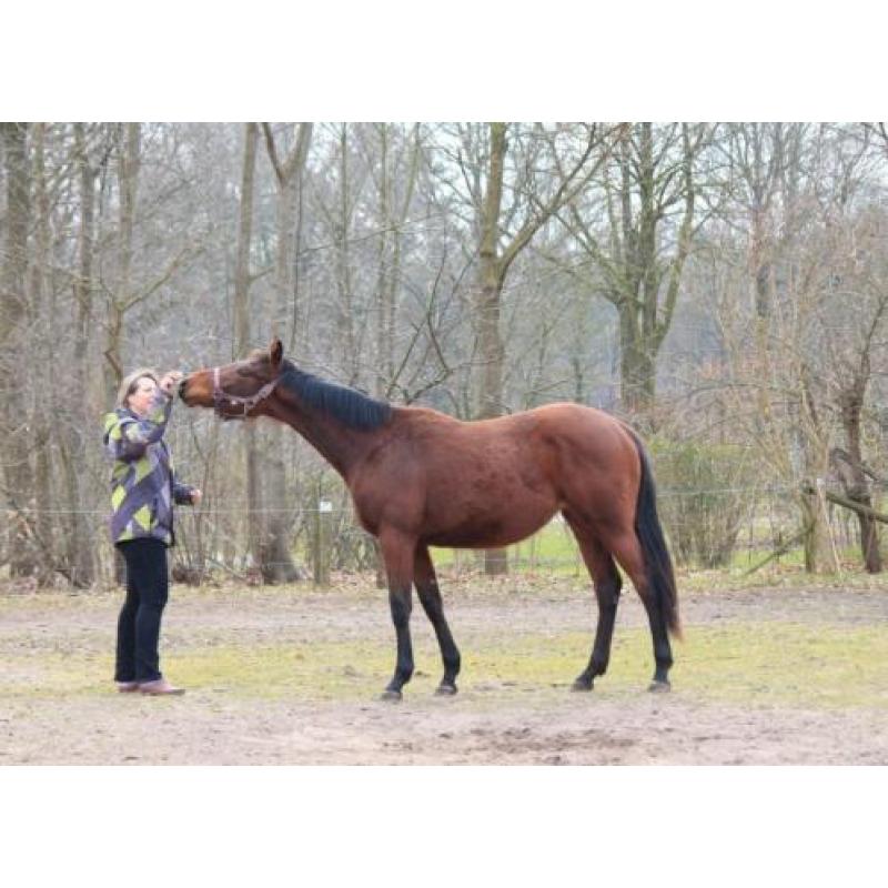 2 1/2 jarige super lieve allrounder merrie
