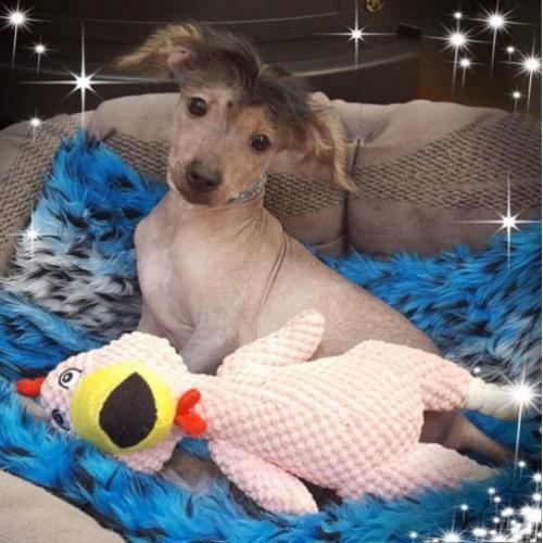 Chinese Naakthond Pup, Reu