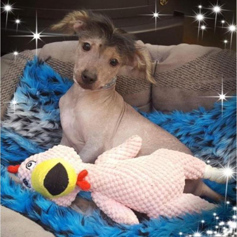 Chinese Naakthond Pup, Reu