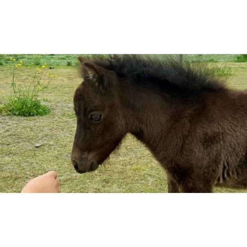 Prachtige Falabella paardjes 100% raszuiver