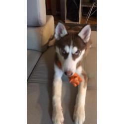 Husky
