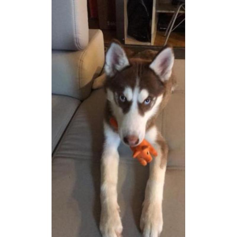 Husky