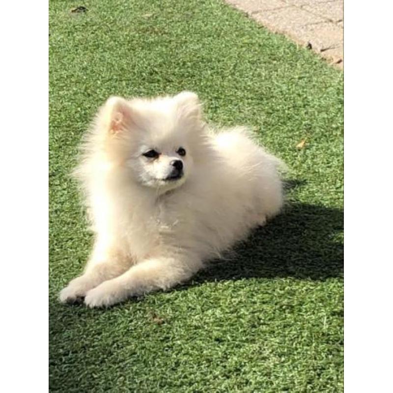 Mooie witte Pomeriaan pup met stamboom