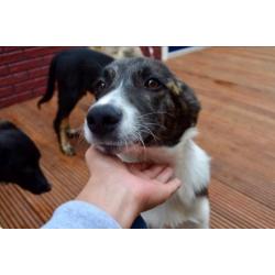 George, Kr herder x collie reu 5 maanden