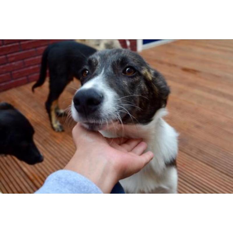 George, Kr herder x collie reu 5 maanden