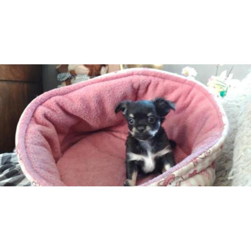 erg mooi langhaar chihuahua pupje nu 350 euro !