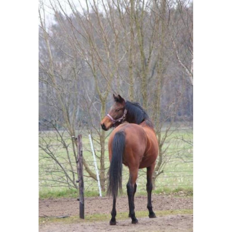 2 1/2 jarige super lieve allrounder merrie