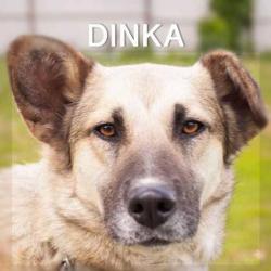 MyM Dinka. Speels, actief, jong en luistert perfect!