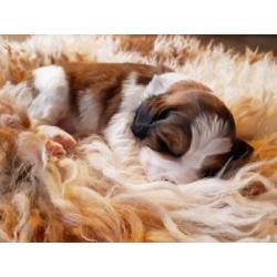 Beagle x kooiker pups - word jij het nieuwe baasje
