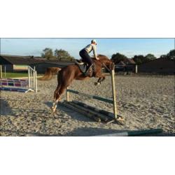 Te koop braaf paard