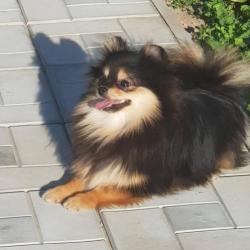 Prachtig Teefje Pomeranian/Pomeriaan/Dwergkeesje FCI