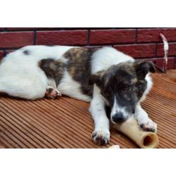 George, Kr herder x collie reu 5 maanden