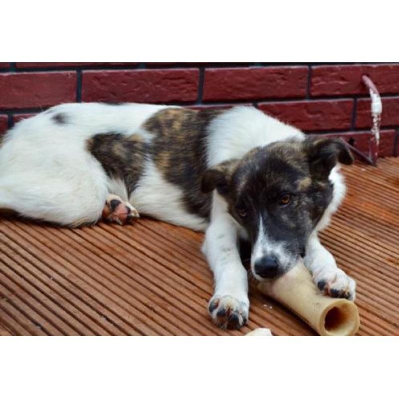 George, Kr herder x collie reu 5 maanden