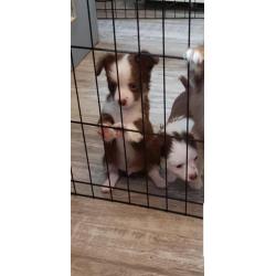 chihuahua reutje pup