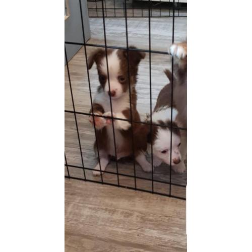 chihuahua reutje pup