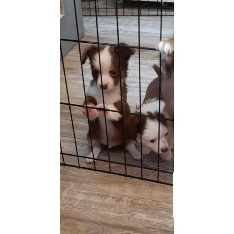 chihuahua reutje pup