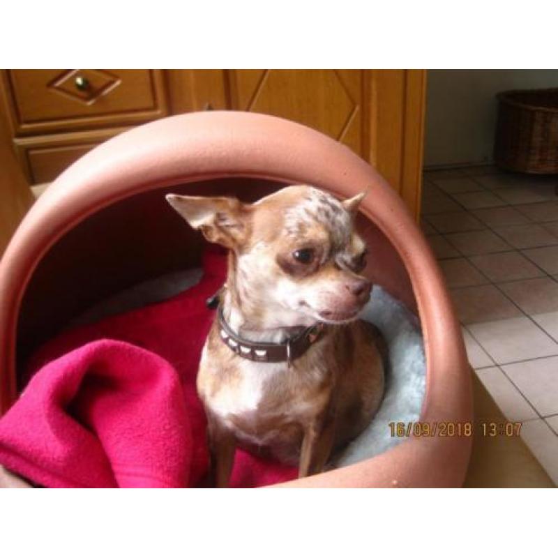 chihuahua pups