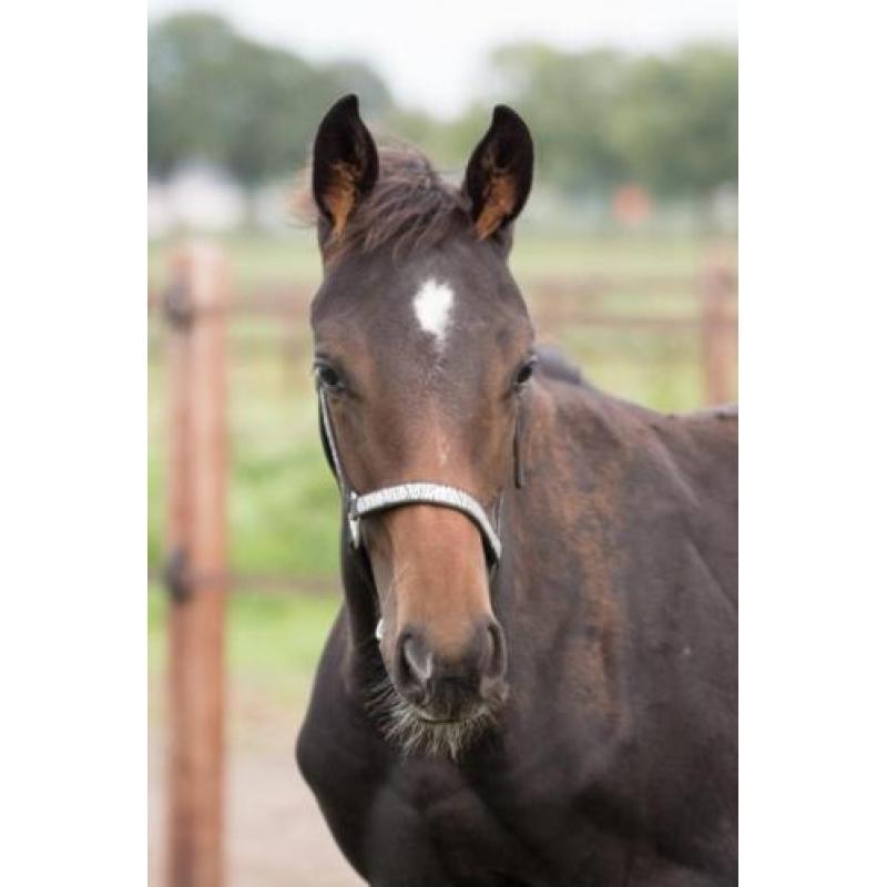 Mooi donker KWPN-hengstveulen (Just Wimphof*Negro*Rohdiamant