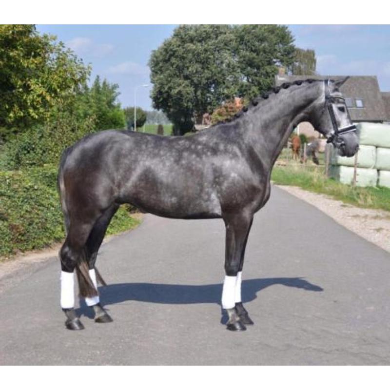 Te koop chique 4 jarige dressuur ruin!