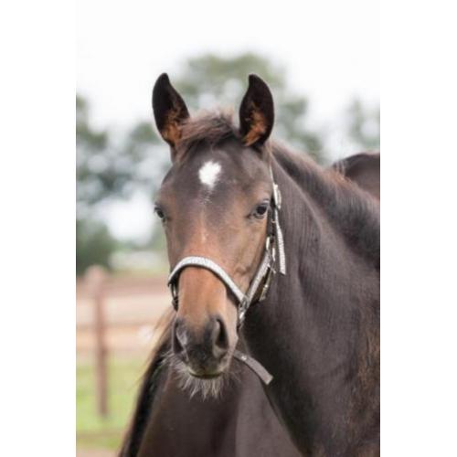 Mooi donker KWPN-hengstveulen (Just Wimphof*Negro*Rohdiamant