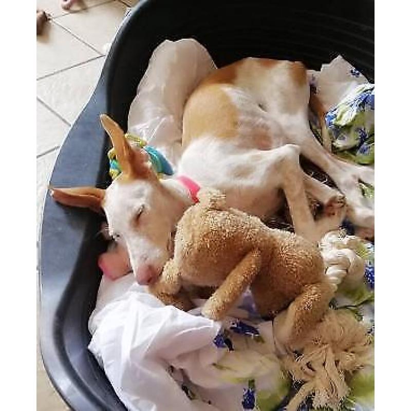 Sproetje, 7 maand