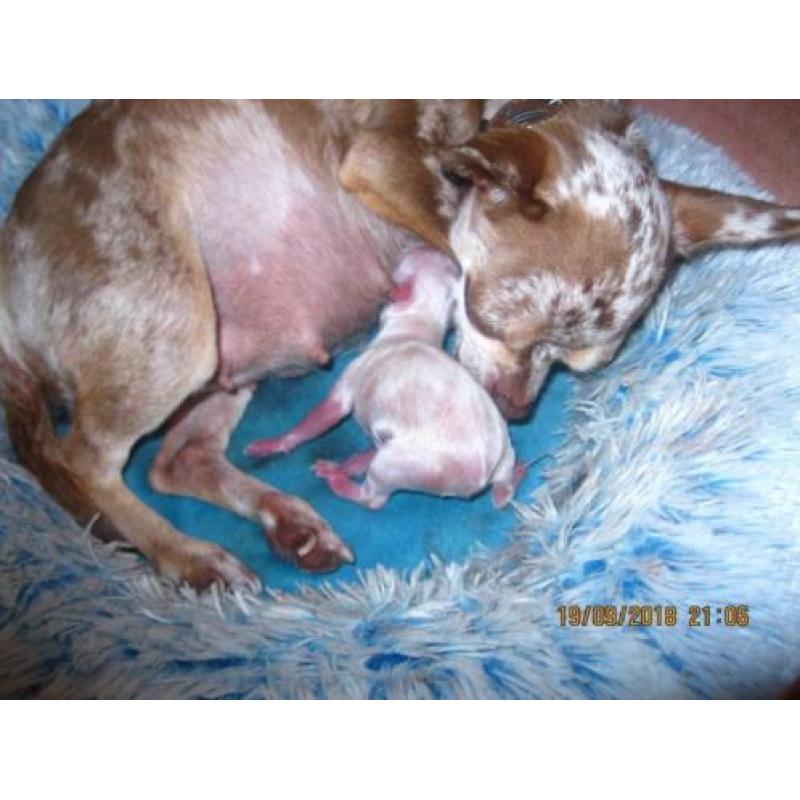 chihuahua pups