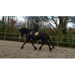 Prachtige fries(merrie) , 4 jaar met top papieren