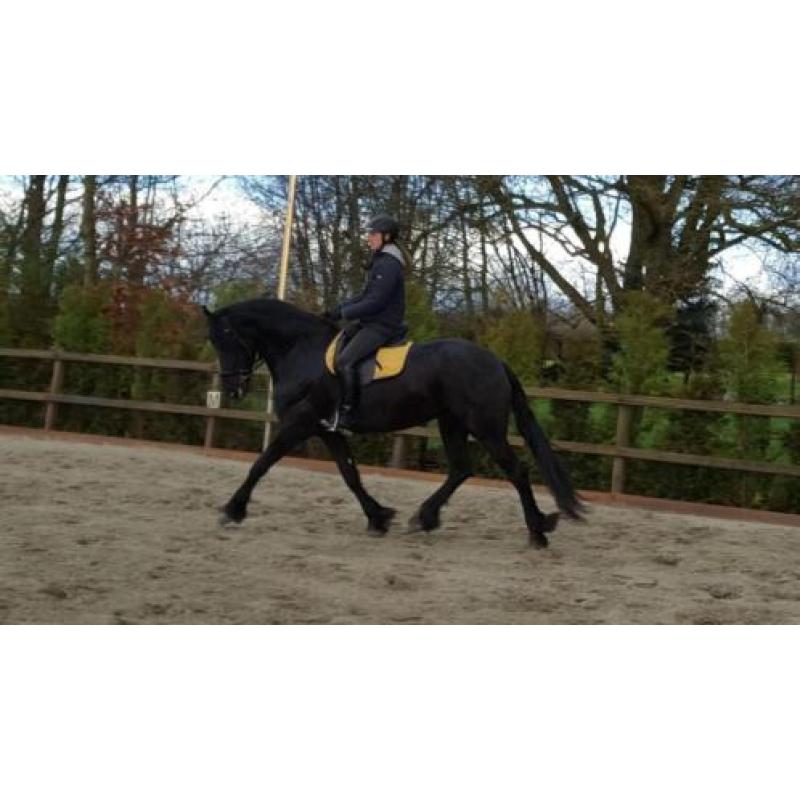 Prachtige fries(merrie) , 4 jaar met top papieren