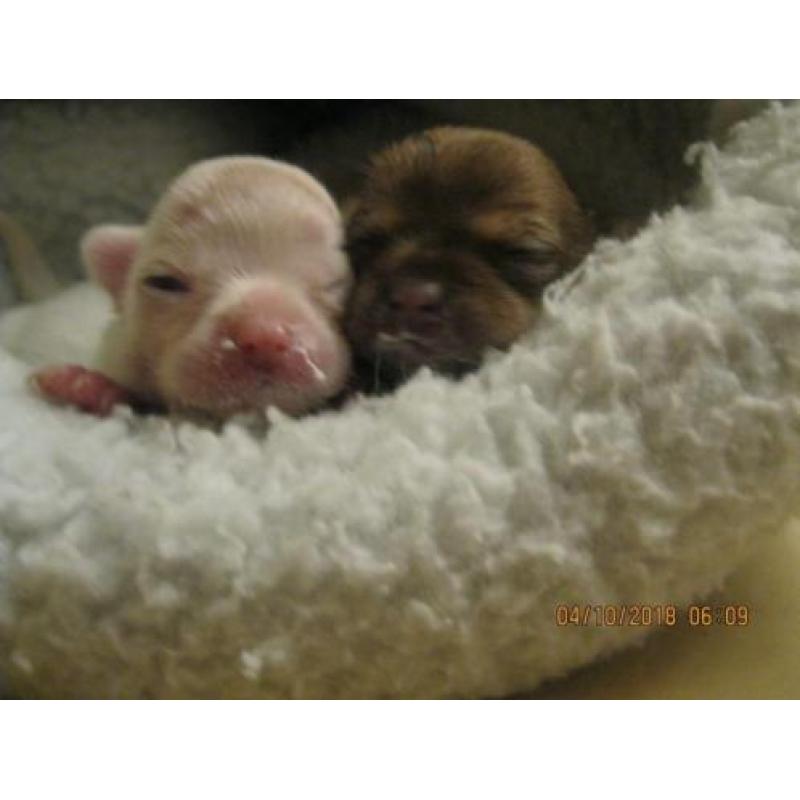 chihuahua pups