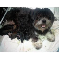 zeer mooie boomer , shih tzu pups verwacht
