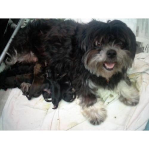 zeer mooie boomer , shih tzu pups verwacht
