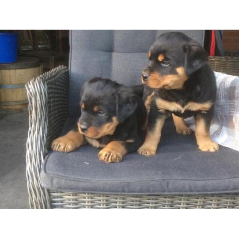 Fors Rottweiler (het laatste) teefje