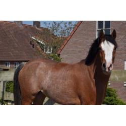 Super kinderpony met de X factor!