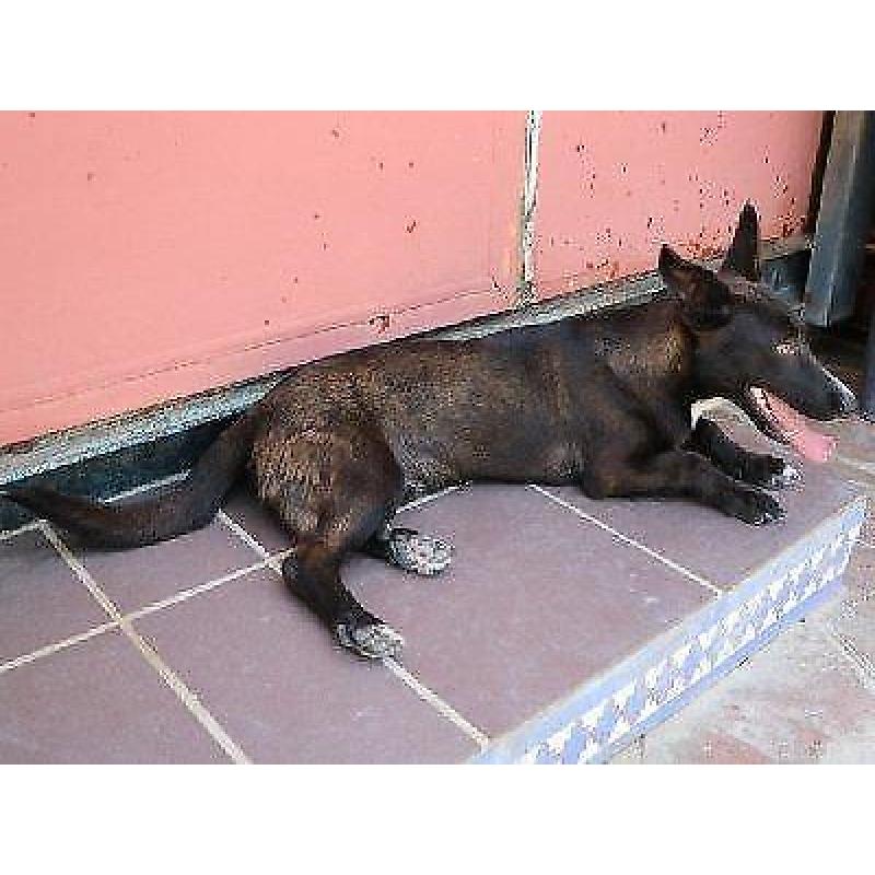 ACE: Temperanillo, Podenco Maneto mix, speels en vriendelijk