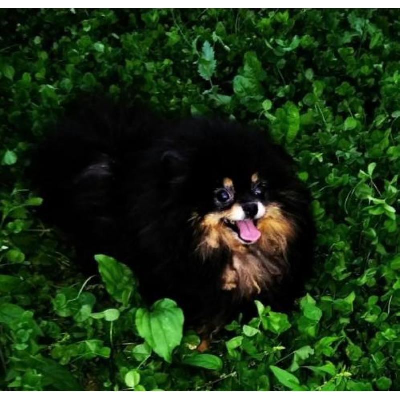 Prachtig Teefje Pomeranian/Pomeriaan/Dwergkeesje FCI