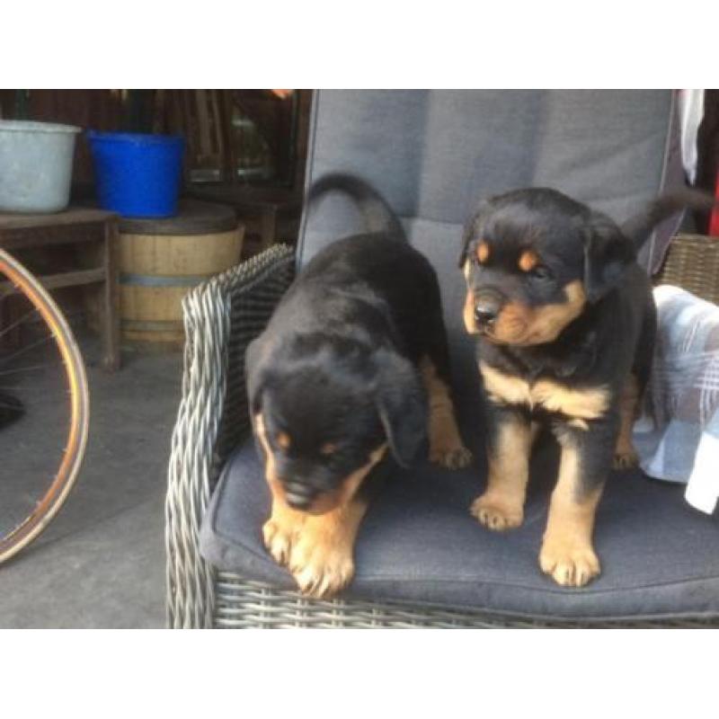 Fors Rottweiler (het laatste) teefje